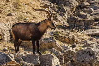 Iberian lynx / Spaanse lynx