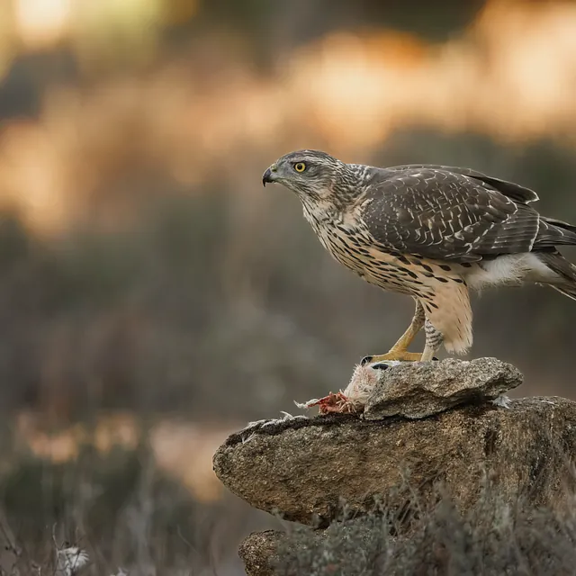 Havik | Eurasian goshawk