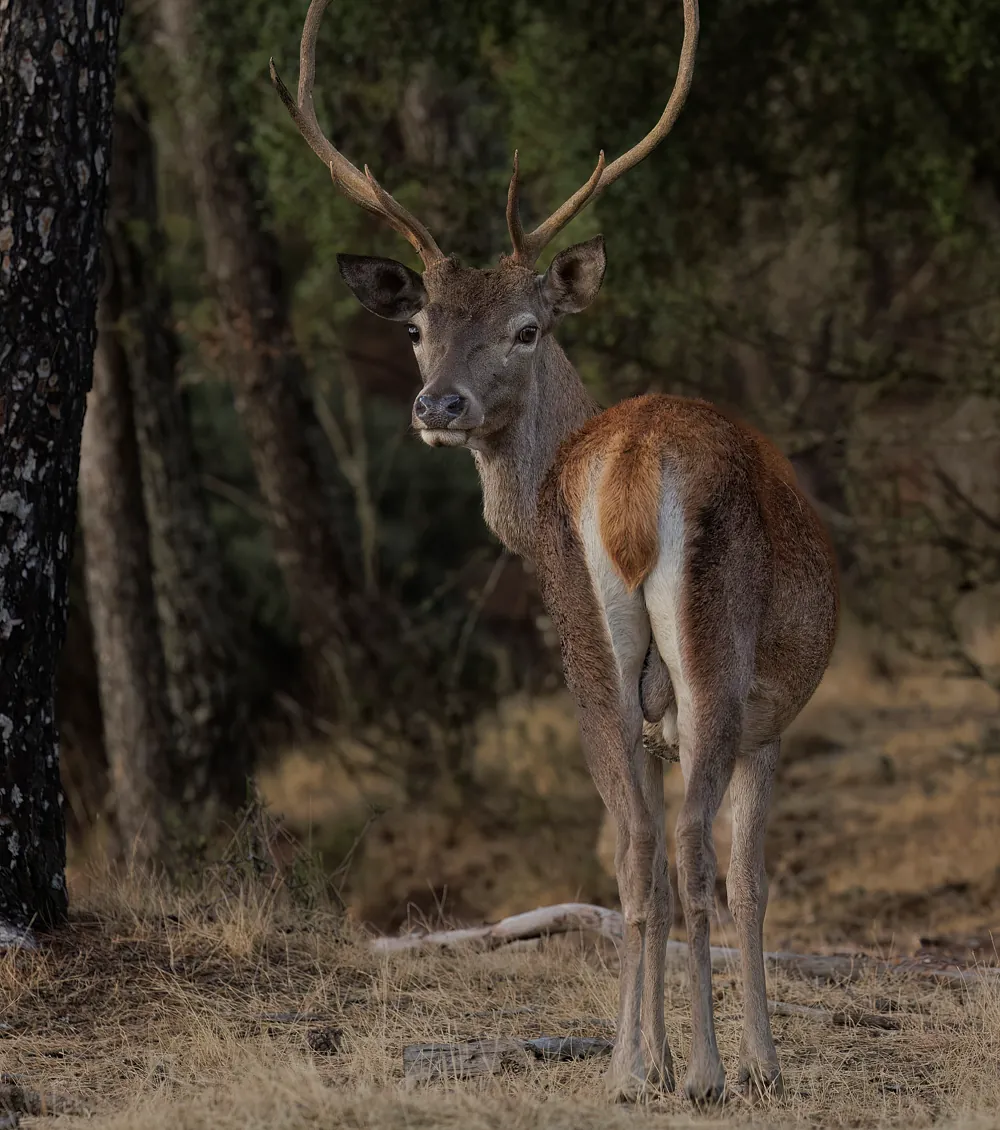 Edelhert | Red deer