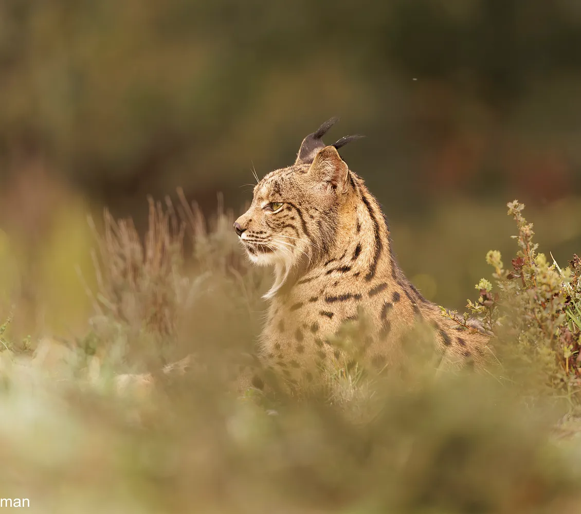 Iberian lynx / Spaanse lynx