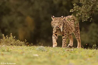 Iberian lynx / Spaanse lynx