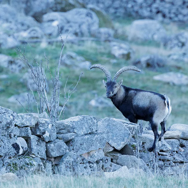 Spaanse steenbok | Spanish ibex