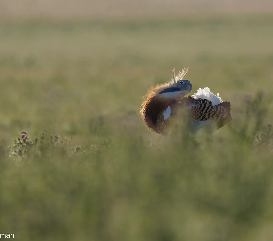 Grote trap | Great bustard