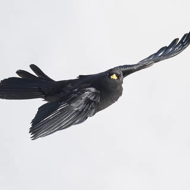 Alpenkauw I Yellow-billed chough