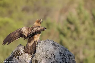 Iberian lynx / Spaanse lynx