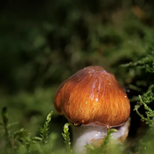 Blauwgegordelde gordijnzwam| Belted slimy cortinarius